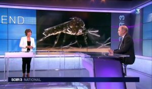 Zika : le moustique tigre, vecteur du nouveau virus ?