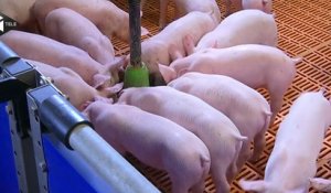 Le prix du porc, un seuil pas assez élevé pour les éleveurs