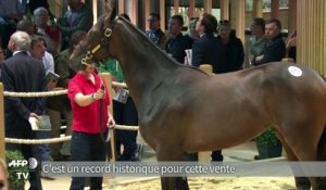Deauville/yearling: vente record de 2,6 millions d'euros