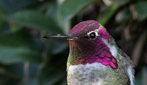 Le colibri d'Anna et son plumage