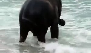 Un bébé éléphant découvre l'océan et les vagues - Magique!