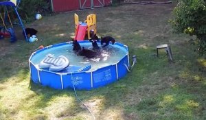 Une famille d'ours s'invite dans une piscine