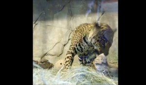 Une maman guépard et son petit, nouvelles stars du Zoo