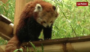 Jardin des Plantes : la star c'est le panda roux !