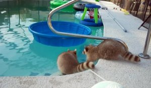 Des ratons laveur se baignent dans une piscine : adorable