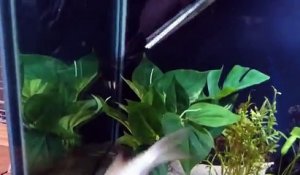 Un poisson-chat ogre avale un poisson