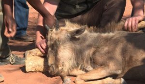 En Afrique du Sud, l'élevage d'animaux sauvages aiguise les appétits