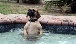 Un petit chien adorable se prélasse dans un jacuzzi