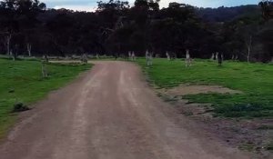 Un cycliste pas rassuré au milieu des kangourous