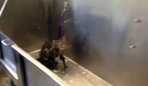 Un chat dit « No more » pendant un bain