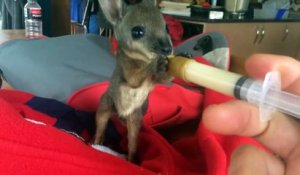 Nourrir un bébé Wallaby : le truc le plus cool du monde!
