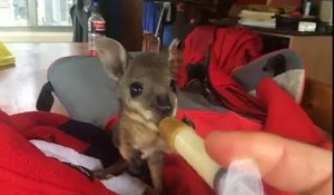 Nourrir un bébé wallaby