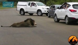 Safari : Ce lion vous montre pourquoi il faut RESTER dans sa voiture...