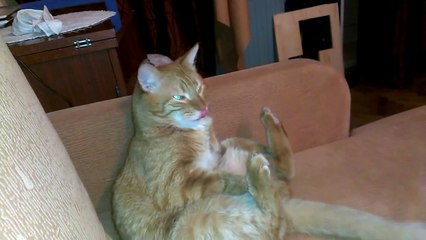 Un Chat Se Bat Contre Un Oiseau Qui L Embete Epique Sur Orange Videos