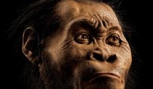 Homo naledi : pourquoi il interroge la communauté scientifique