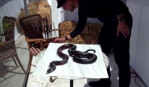 Ce qu'il ne faut pas faire si vous rencontrez ce serpent là, c'est de courir