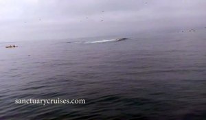 Une baleine saute sur un kayak !