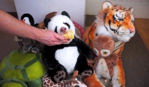 Chien camouflé en Panda mange un cône de glasse