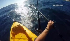 Un Pêcheur en Kayak attaqué par un Requin-Marteau très agressif