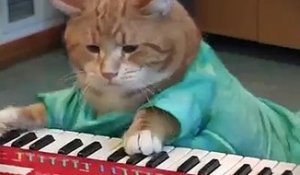 Keyboard Cat, le chat qui fait du synthé...