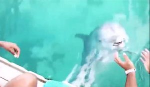 Un dauphin rapporte un smartphone tombé à l'eau... Tellement intelligent ces animaux!