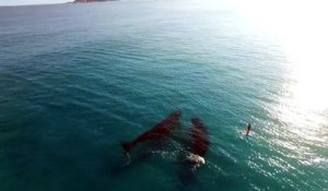 2 minutes de paddle au milieu des baleines