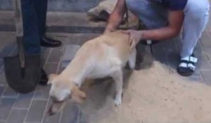 Un russe sauve une chienne enterrée vivante