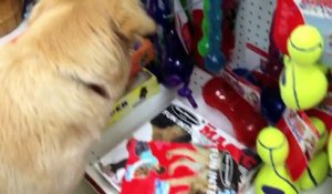 Un chien maltraité choisit son jouet pour la première fois