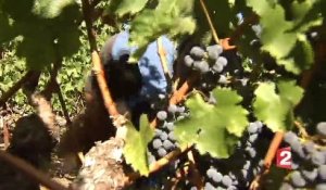 Le succès d'un vigneron français dans la Sonoma Valley en Californie.