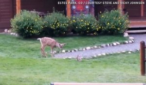 Bambi dans la vraie vie : un faon et un lapin jouent ensemble