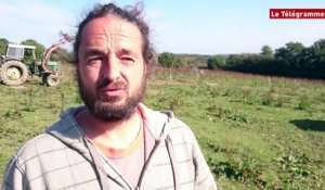 Plougonven (29). Pierre Gualandi élève ses cochons bio en plein air