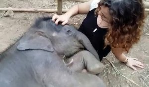 Câlin avec un éléphanteau endormi