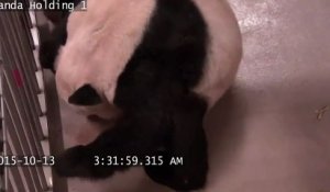 Quand une femelle panda donne naissance à des jumeaux