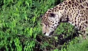 Un jaguar saute dans une rivière et se saisit d'un caïman