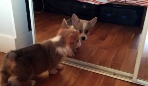 Un chiot corgi vient de voir un miroir pour la première fois