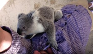 Un bébé koala grimpe sur un caméraman pour lui faire un câlin