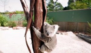 Un bébé koala grimpe sur un caméraman