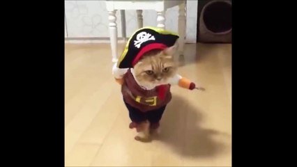 Le Chat Pirate Le Plus Mignon De La Journee Sur Orange Videos