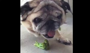 Ce chien devient méchant quand il mange des légumes