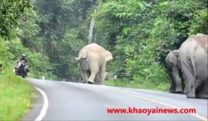 Un motard attaqué par des éléphants en Thaïlande