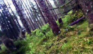 Un chien équipé d'une GoPro se fait attaquer par une meute de loups