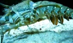 Un homard mue et retire sa carapace - Impressionnant!