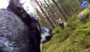 Un chien se fait attaquer par un loup- Le rewind du lundi 26 octobre.