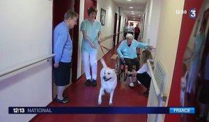 Maison de retraite : le chien César sauve une patiente d'un AVC