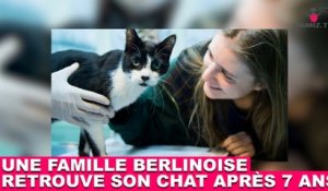 Une famille berlinoise retrouve son chat après 7 ans ! L'histoire dans la minute chat #94