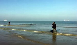 Des baleines se sont échouées sur la plage de Calais le 2 novembre 2015