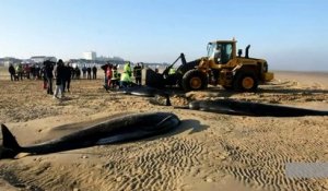 Six baleines s'échouent sur une plage de Calais
