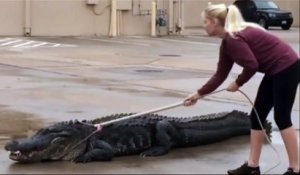 L’incroyable capture d’un alligator devant un centre commercial