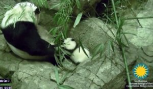 Un bébé panda fait ses premiers pas dans un zoo de Washington