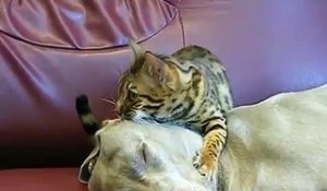 Un chien se fait hypnotiser par un chat